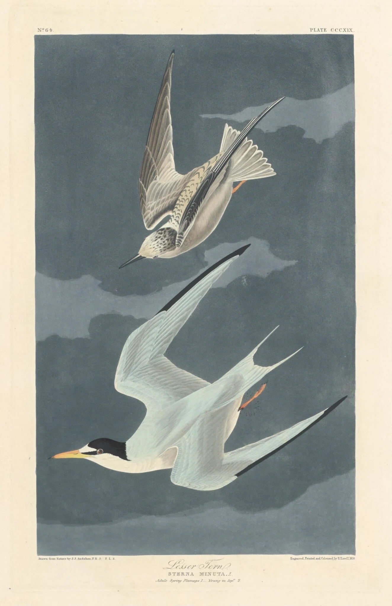 Lesser Tern, detail