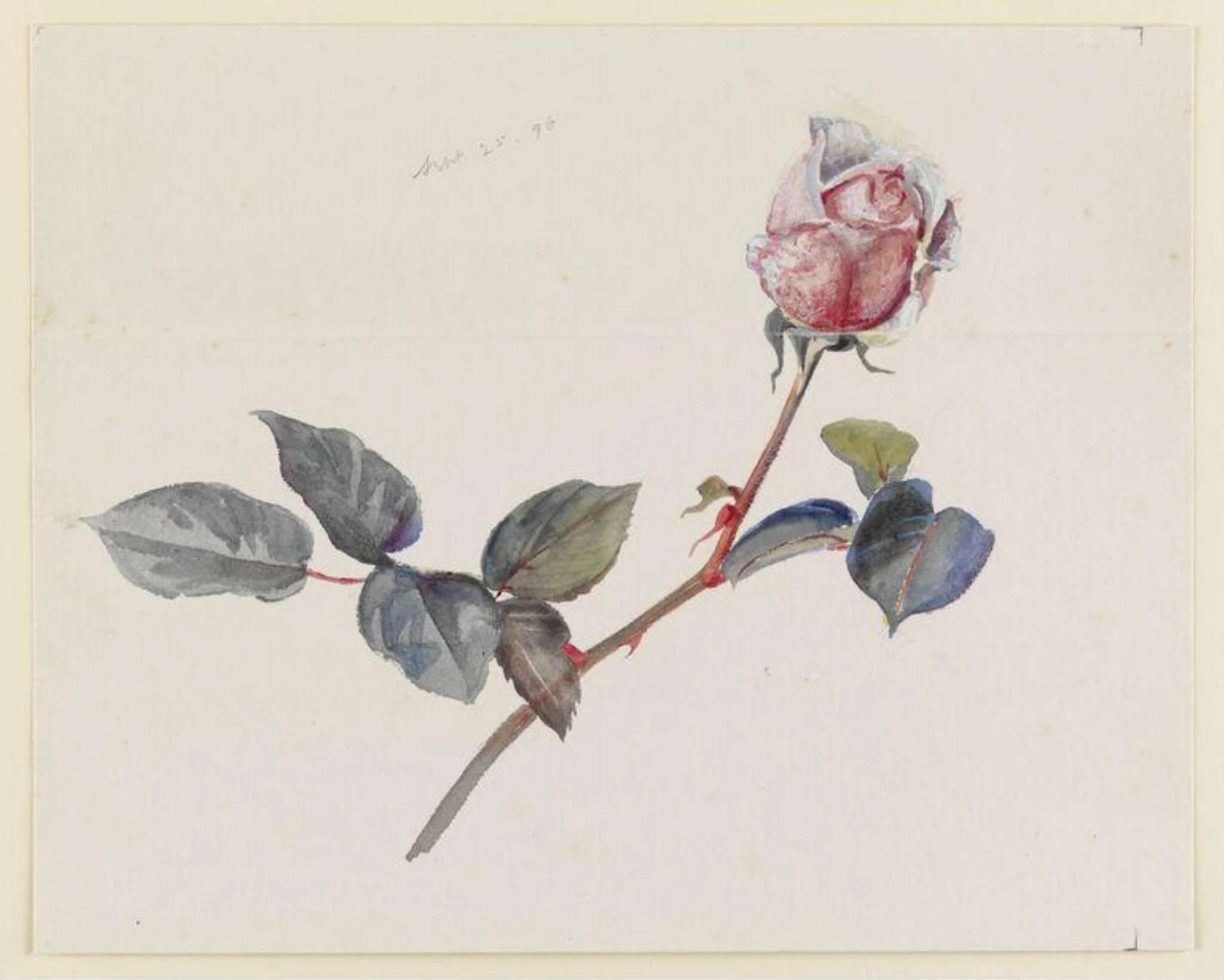 Pink rosebud with leaves, detail