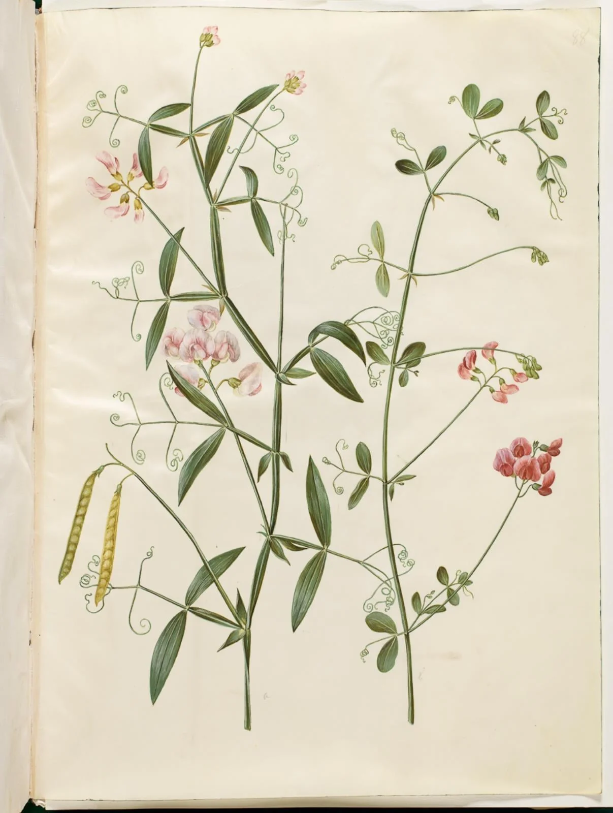 Lathyrus sylvestris (skov-fladbælg); Lathyrus tuberosus (knold-fladbælg), detail