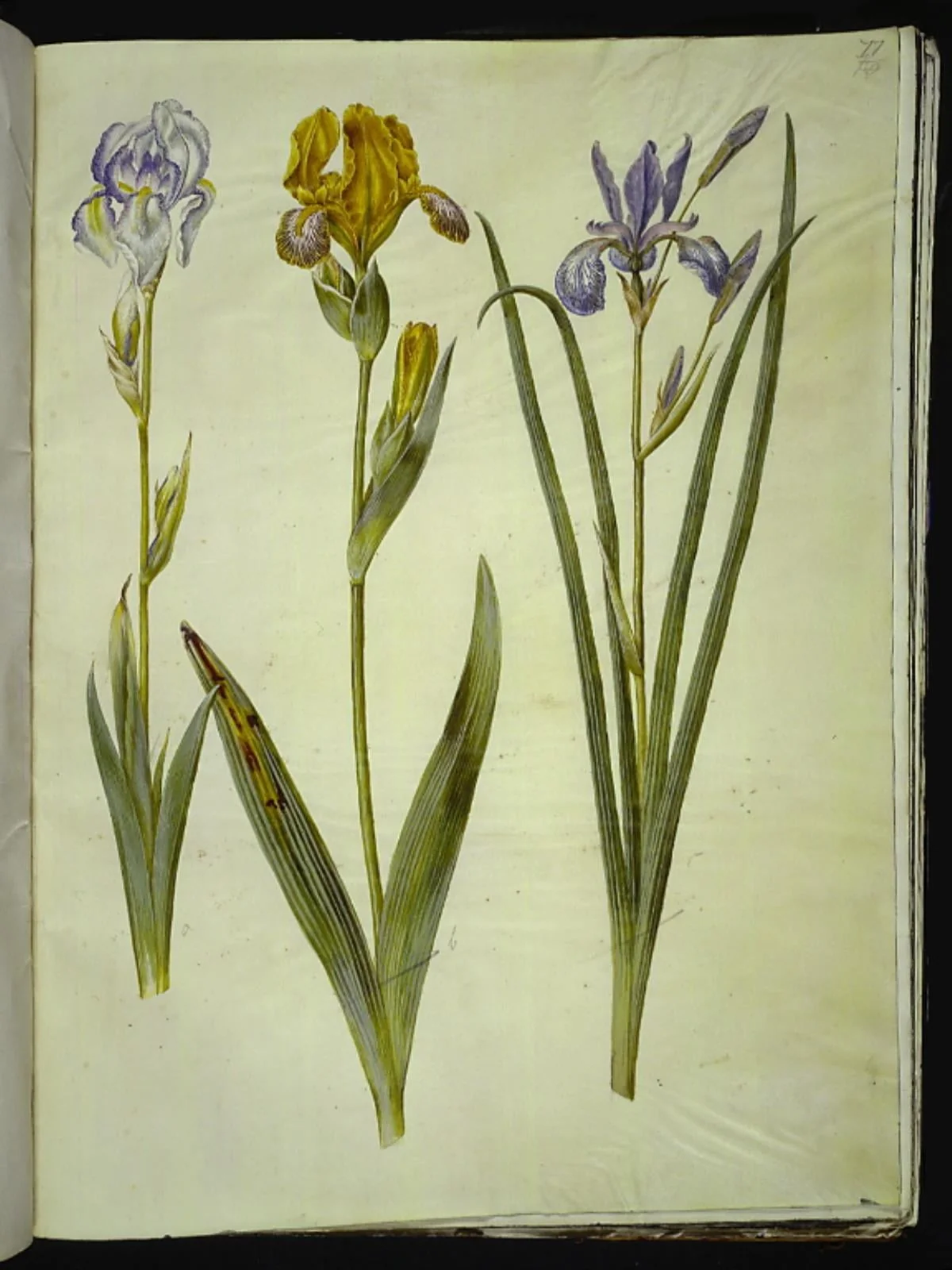 Iris pallida (bleg iris); Iris variegata (broget iris); Iris sibirica (sibirisk iris), detail