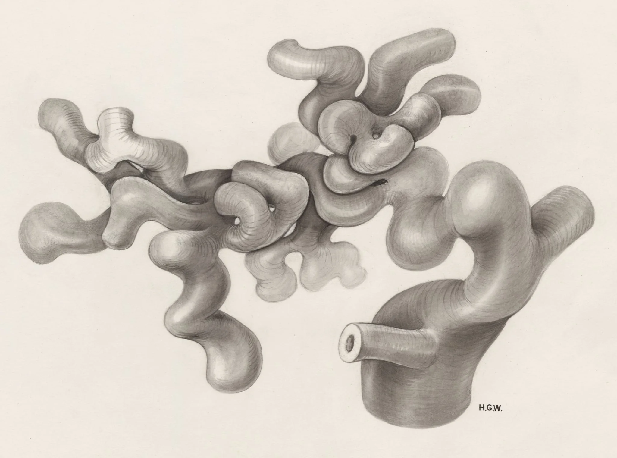 Circulatory system, detail
