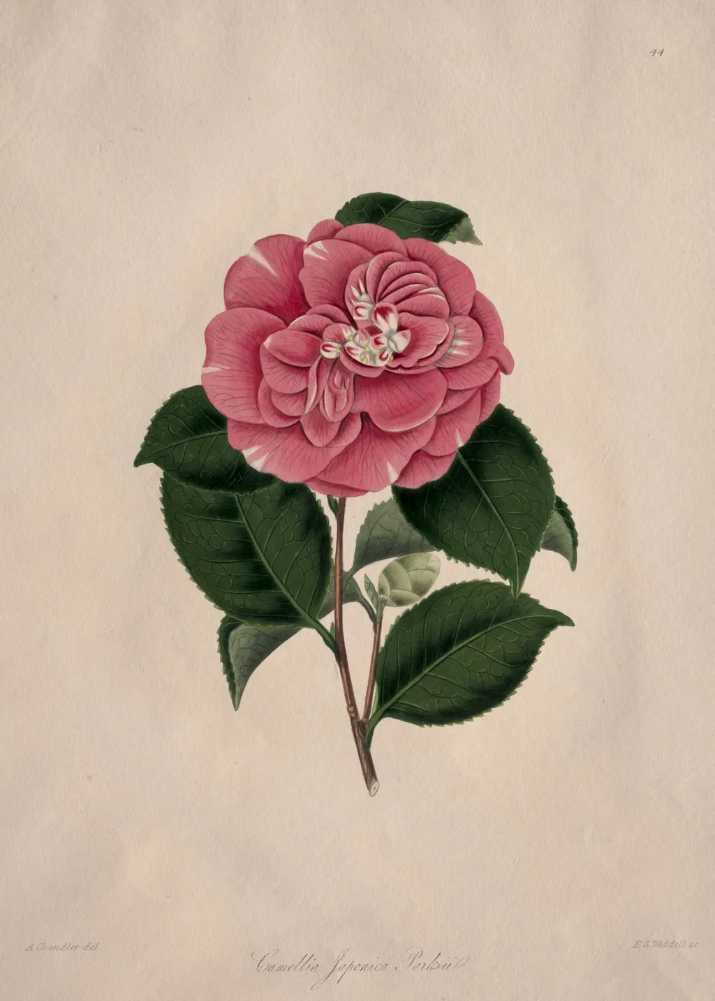 Illustrations and descriptions of...the Natural Order Camellieae:  No. 44, by Alfred Chandler, 1858