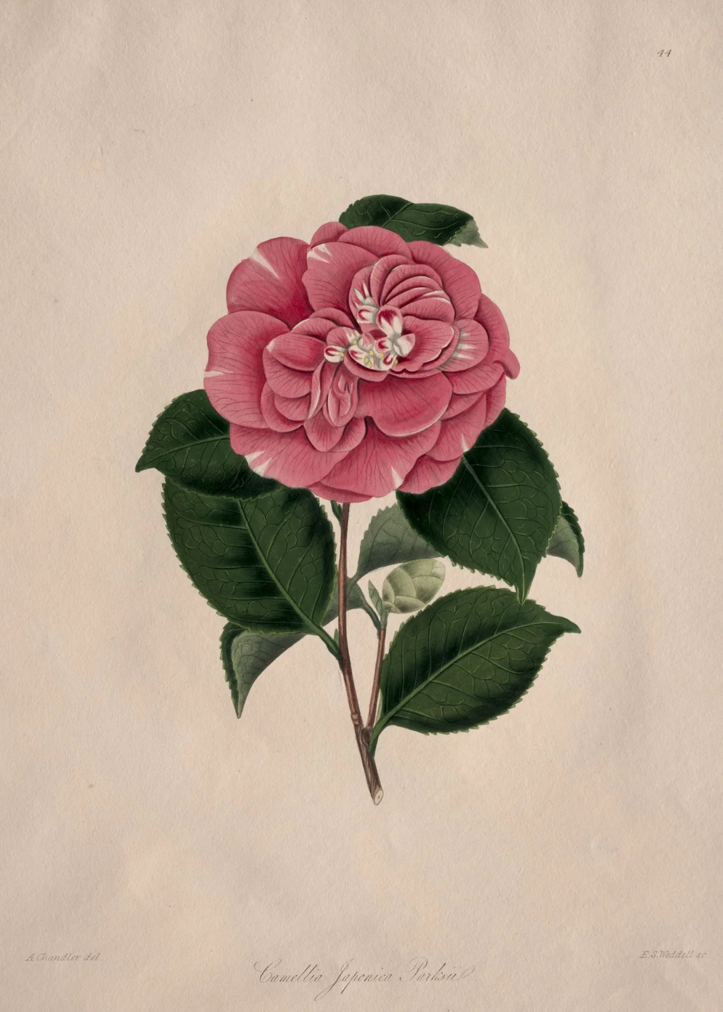 Illustrations and descriptions of...the Natural Order Camellieae: No. 44, detail