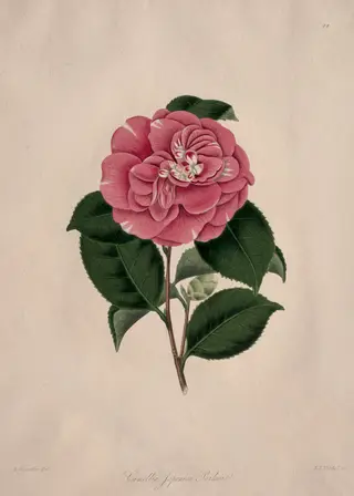 Illustrations and descriptions of...the Natural Order Camellieae:  No. 44, by Alfred Chandler, 1858