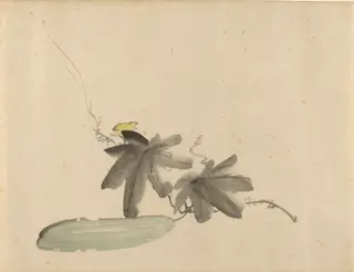 Cucumber with Leaves, by Édouard Manet, watercolor, 1880