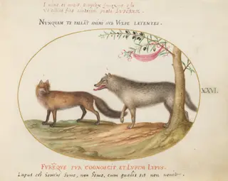 Plate 26: A Red Fox and a Wolf, by Joris Hoefnagel, gouache, 1594