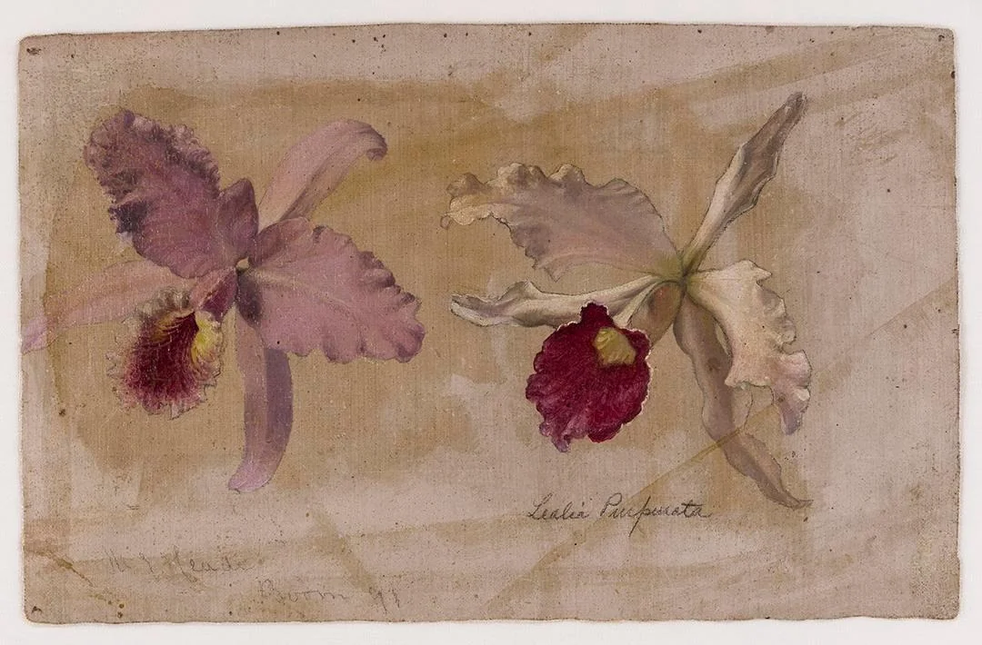 Study of Lealia Purpurata and Another Orchid, detail