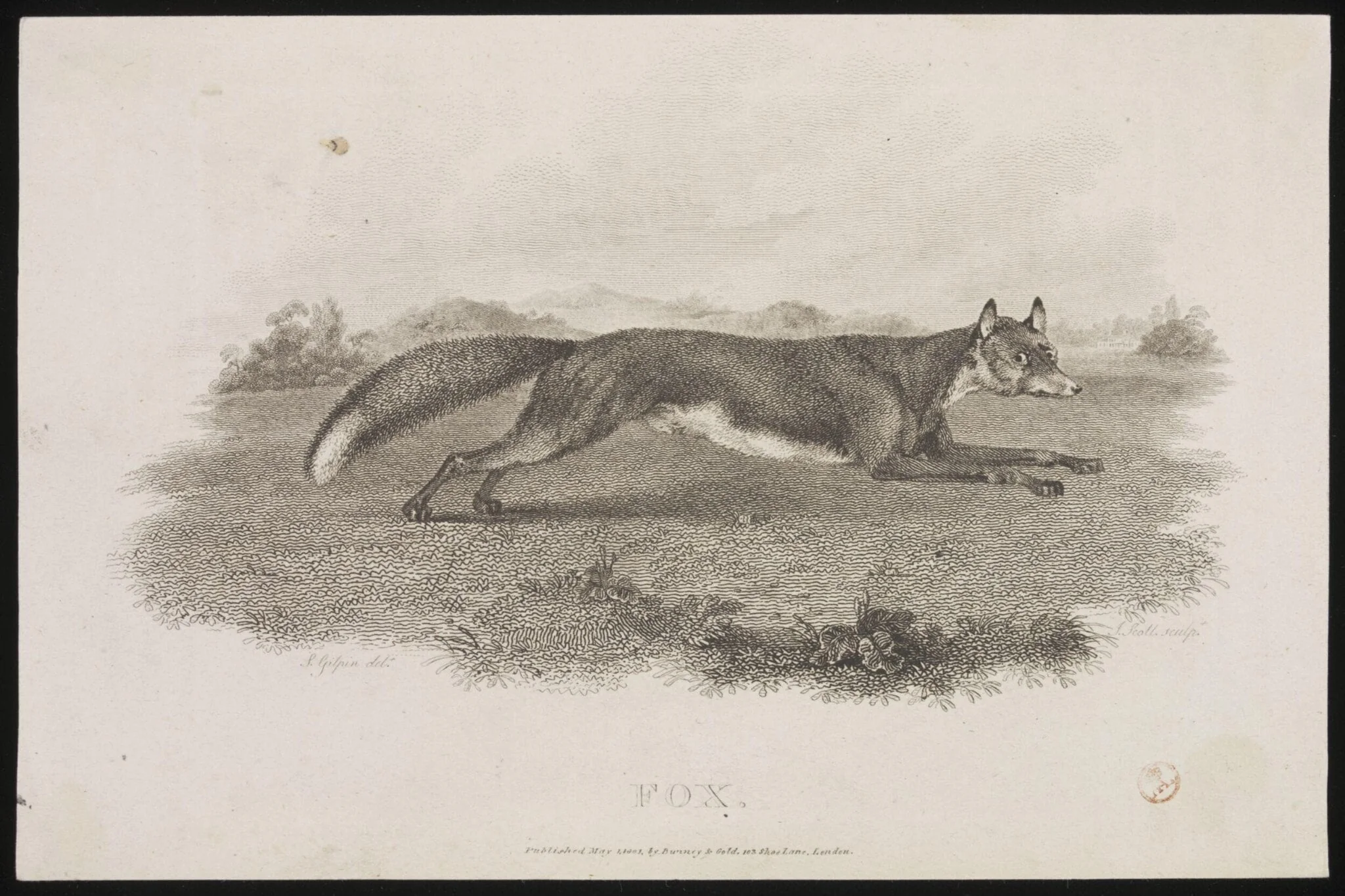 FOX, detail