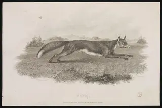 FOX, by Sawrey Gilpin, 3