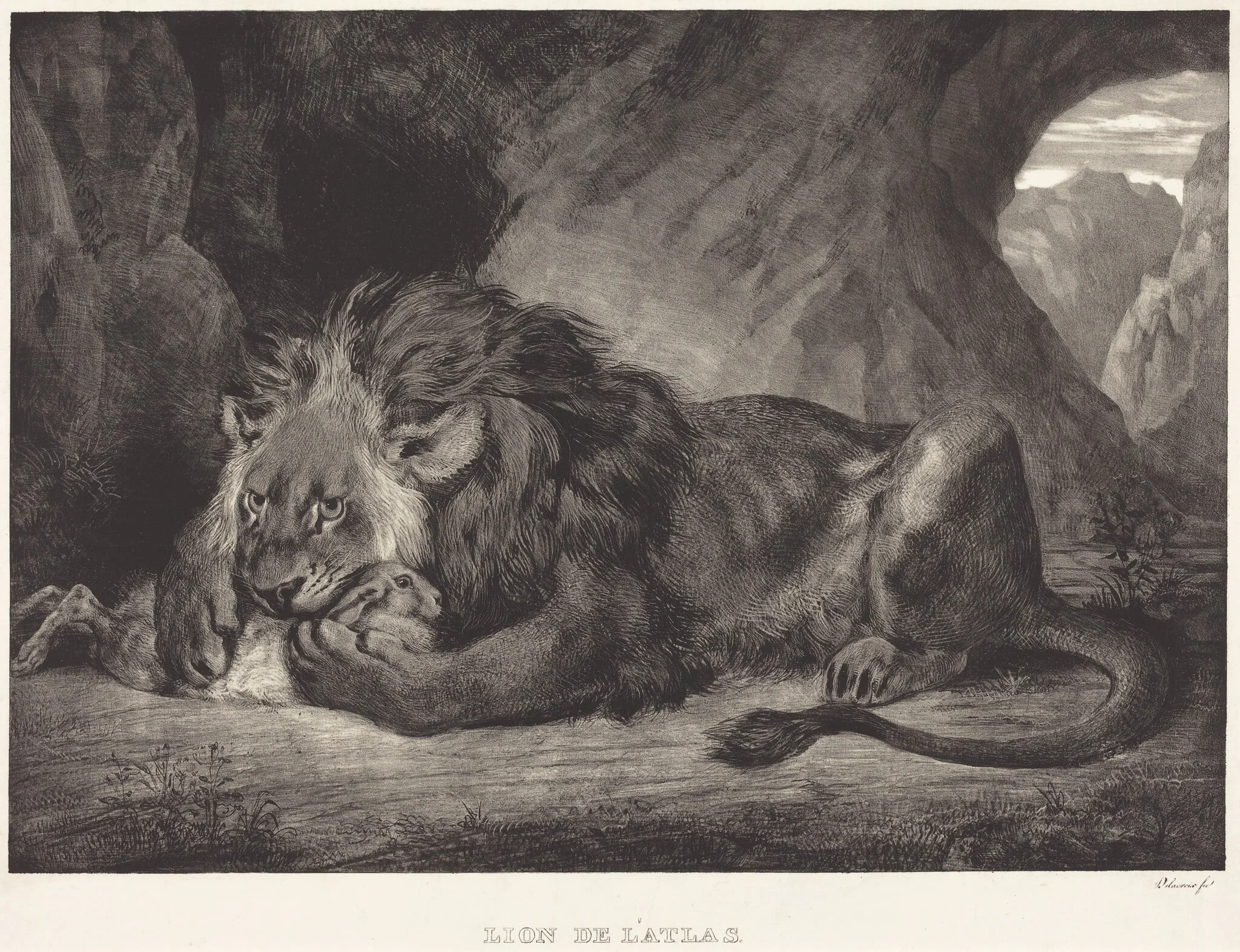 Lion of the Atlas Mountains (Lion de l'Atlas), detail