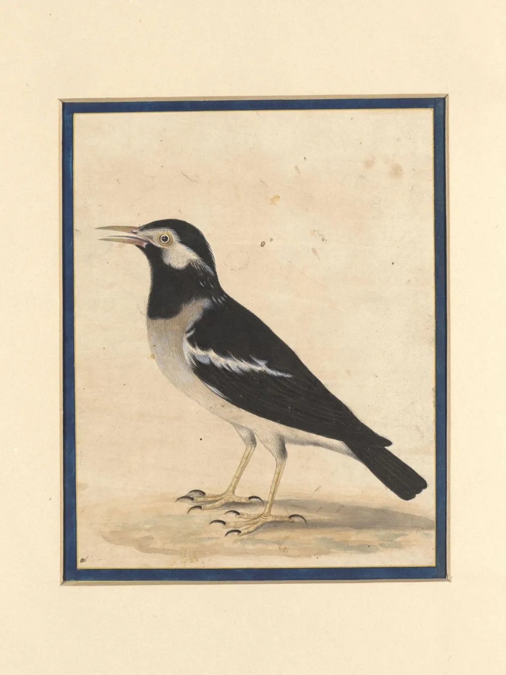 A 'maina', by Bahadur Lal II, paint, 1880