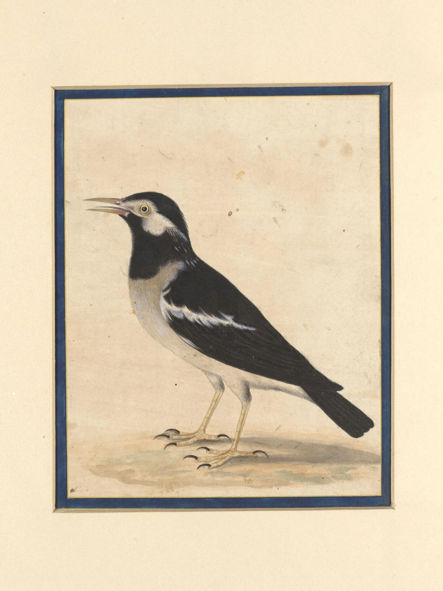 A 'maina', detail