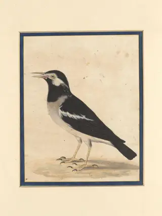 A 'maina', by Bahadur Lal II, paint, 1880