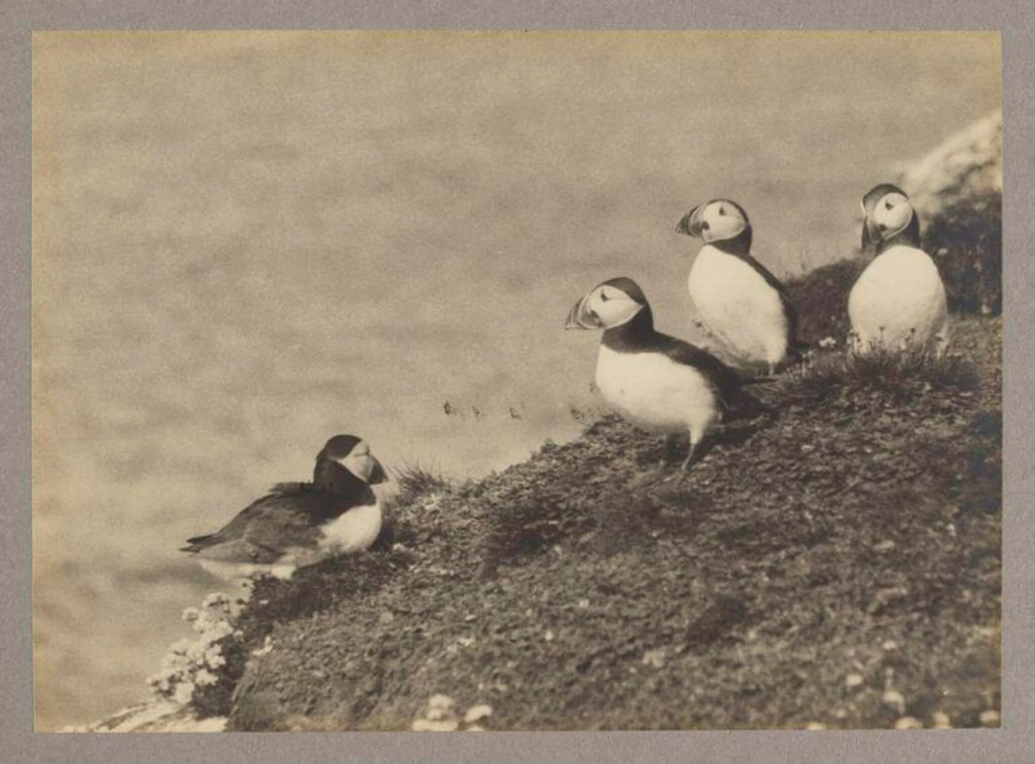 Puffins, detail