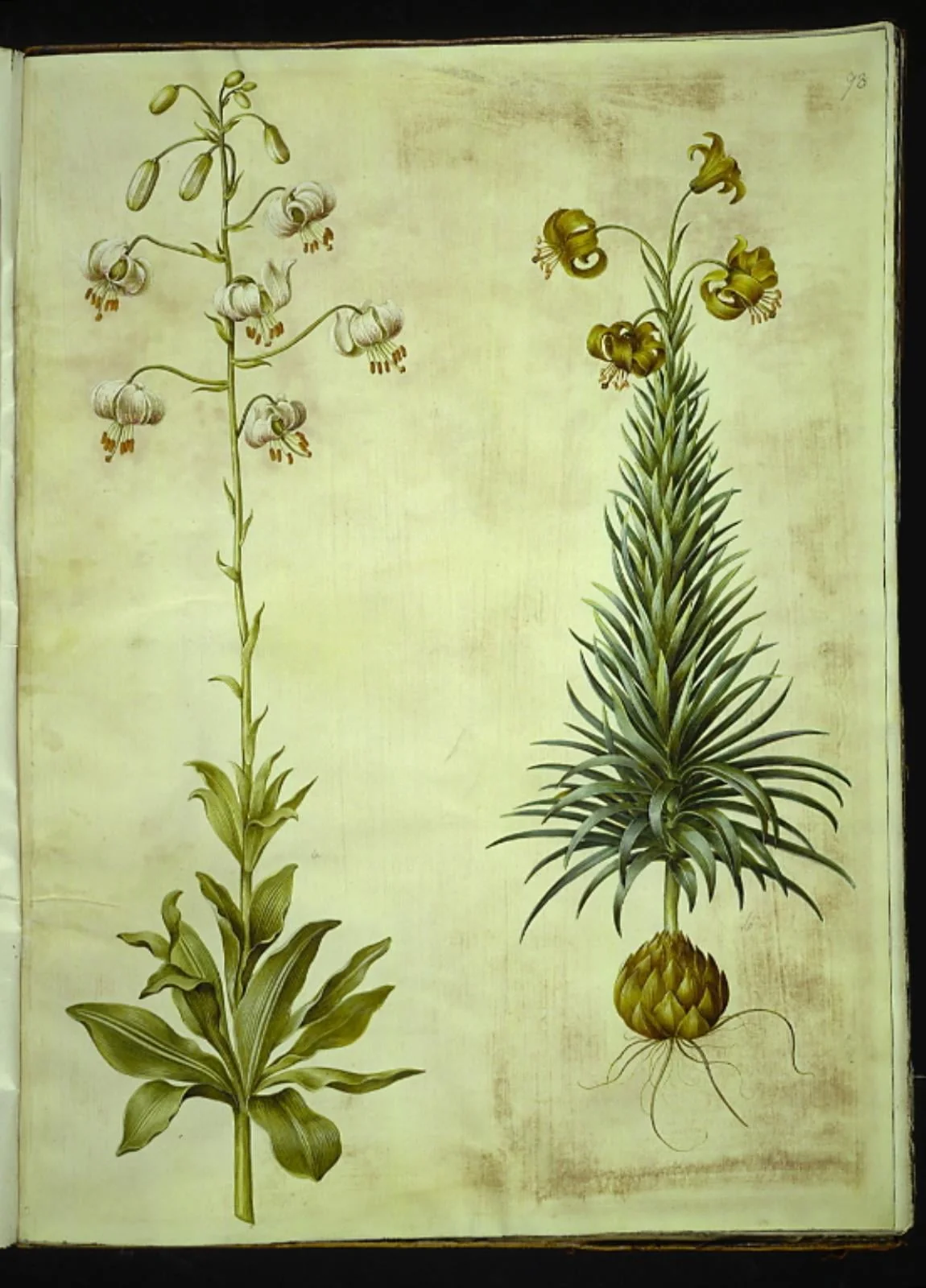Lilium martagon (krans-lilje); Lilium pyrenaicum (pyrenæisk lilje), detail
