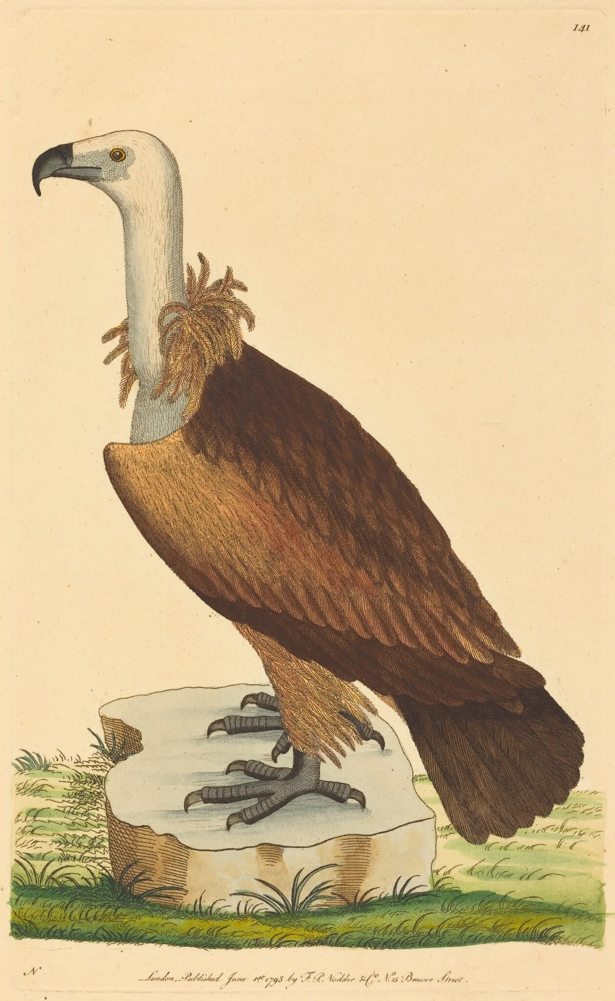 The Alpine Vulture, detail