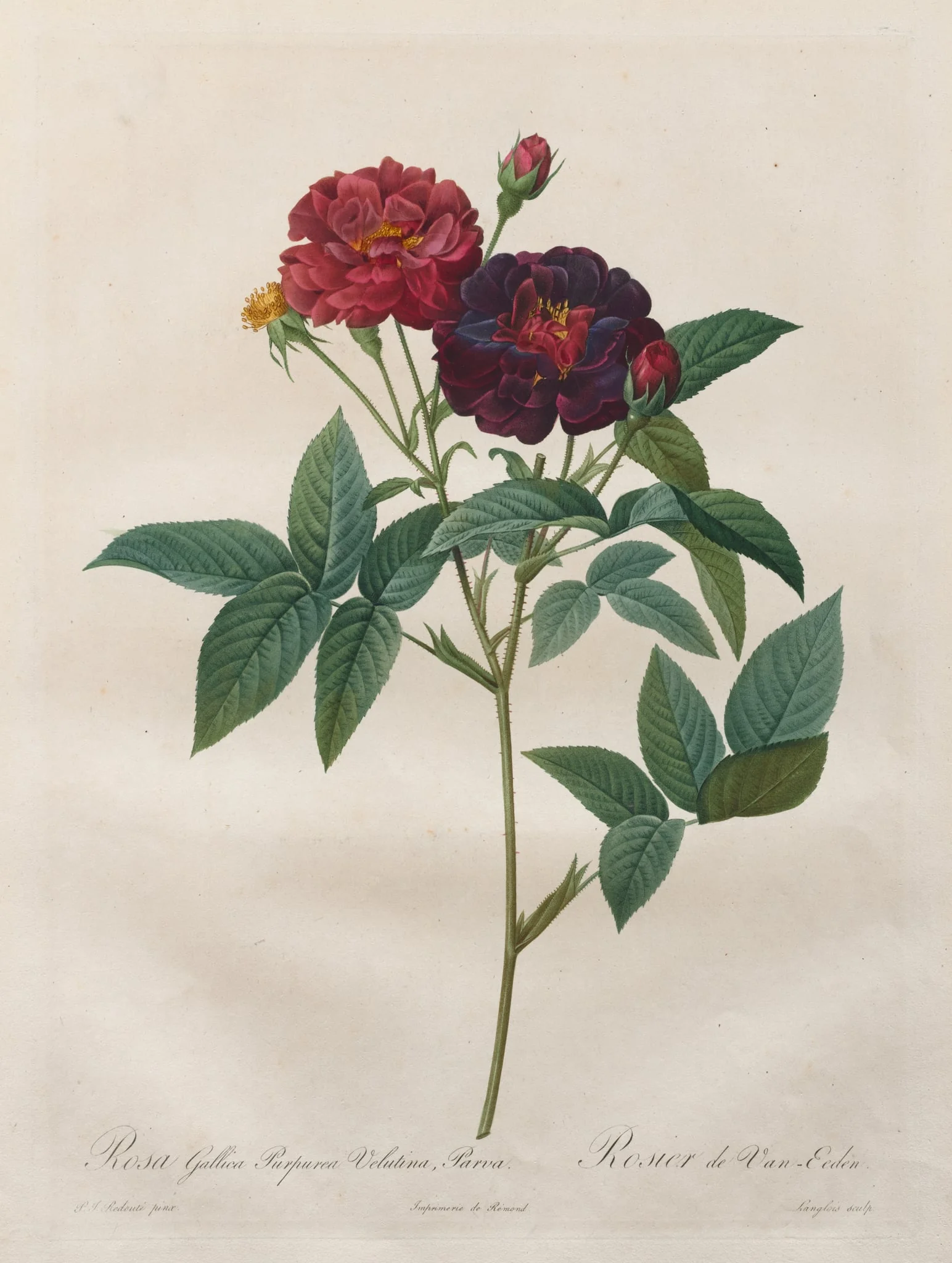 The Roses: Rosa Gallica Purpurea Velutina Parva, detail