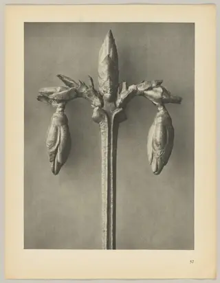 Forsythia suspensa, by Karl Blossfeldt, 1928