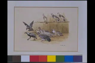 Aesop's Fables