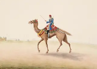 Camel Rider