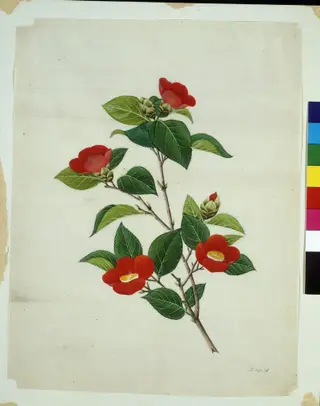 Camellia