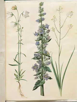 Campanula persicifolia (smalbladet klokke); Campanula pyramidalis (pyramide-klokke); Anthericum ramosum (grenet edderkopurt)
