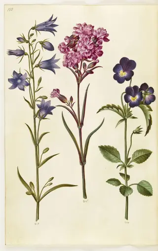 Campanula rotundifolia (liden klokke); Silene viscaria (almindelig tjærenellike); Viola tricolor (almindelig stedmoderblomst)