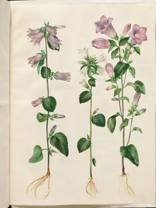 Campanula trachelium (nælde-klokke); Campanula medium (marie-klokke)
