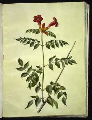Campsis radicans (almindelig trompetblomst)