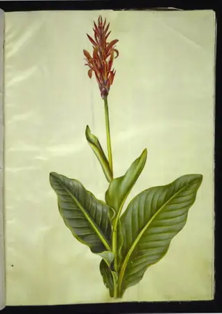 Canna indica (spiselig kanna), 1654