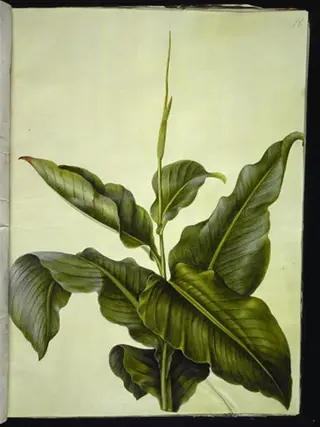 Canna (kanna), 1654