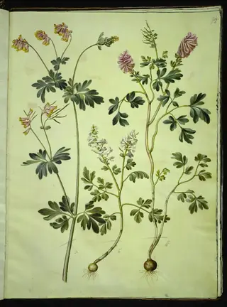 Capnoides sempervirens (harlekinurt); Corydalis solida (langstilket lærkespore)