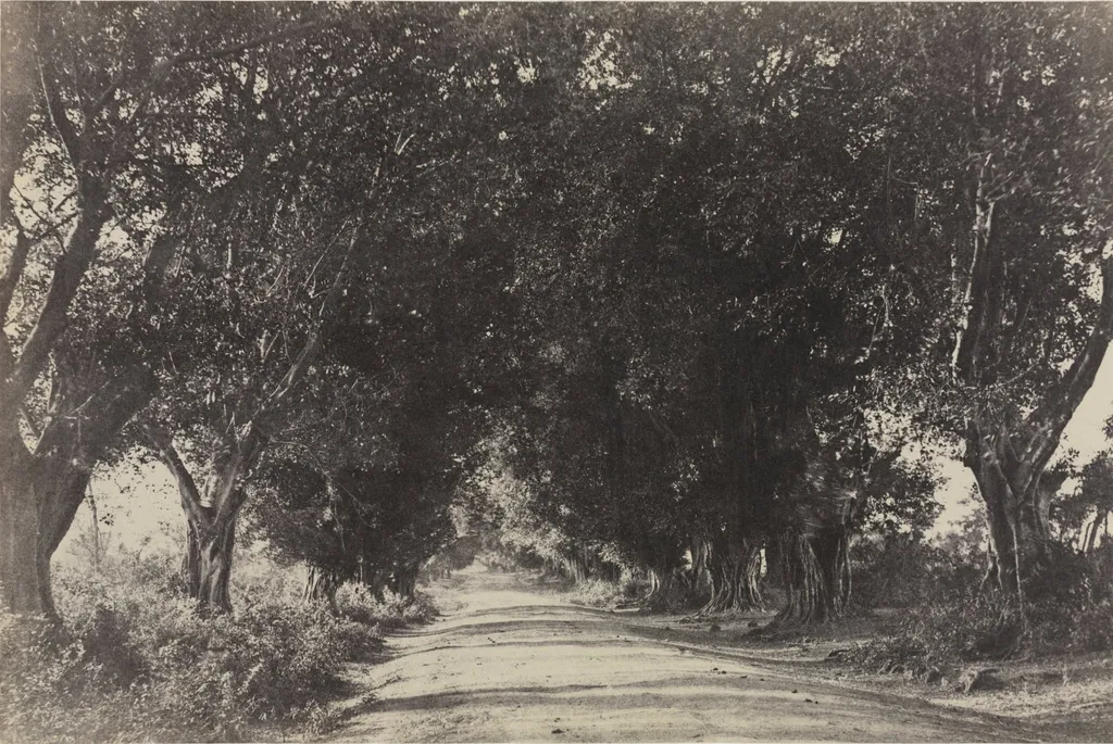 Avenue of the Banian Trees, Seringham, India, by Captain Linnaeus Tripe, 1858