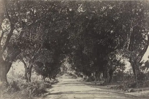 Avenue of the Banian Trees, Seringham, India, by Captain Linnaeus Tripe