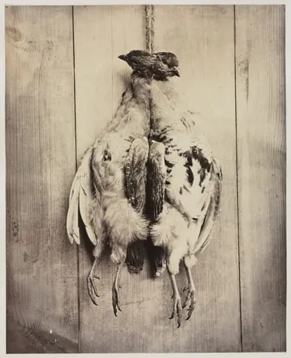 Partridges (recto), by Captain N. Baily