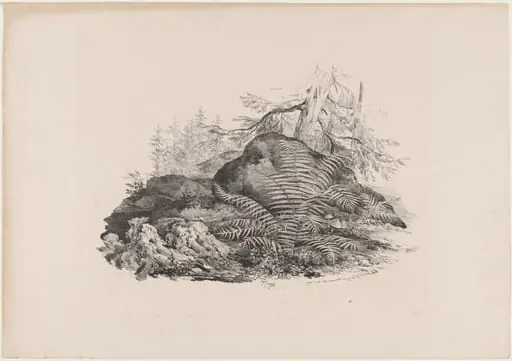 Hilly Forest View with a Fern, by Carl August Lebschée