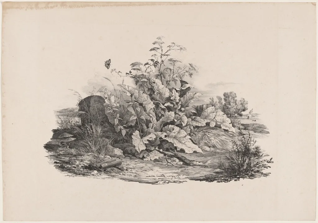 Wetland Plants, by Carl August Lebschée, ink, 1829