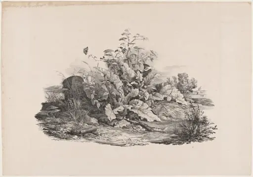 Wetland Plants, by Carl August Lebschée