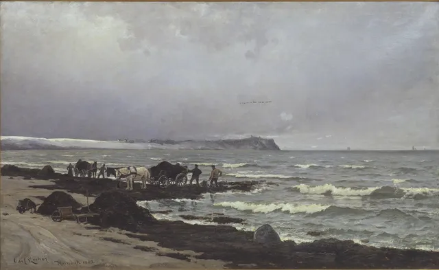 Der læsses tang ved Hornbæk Strand