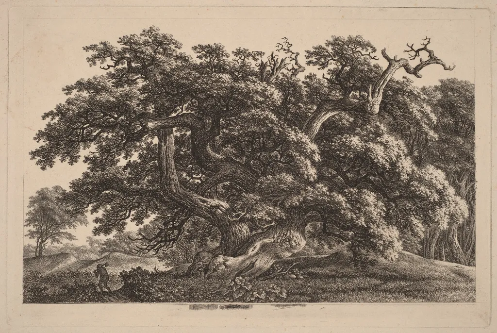 A Widely Expanding Oak Tree, by Carl Wilhelm Kolbe, ink