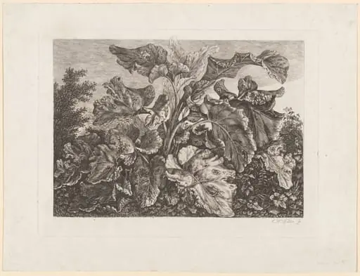 Plant Study with Burdock, by Carl Wilhelm Kolbe
