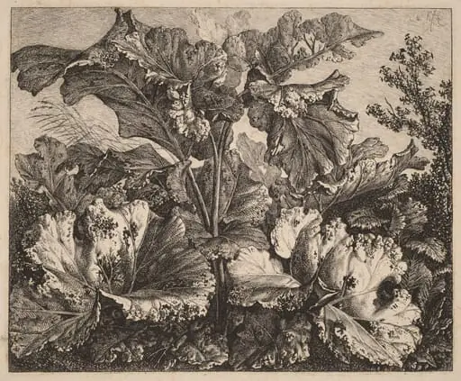 Small Plant Study: a Burdock, Delicate Tufts of Grass at Left, by Carl Wilhelm Kolbe