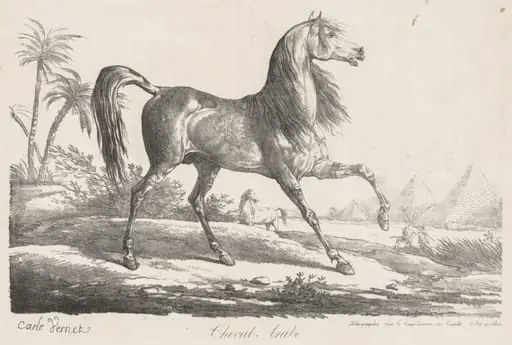 Suite de Chevaux:  Cheval Arabe, by Carle Vernet