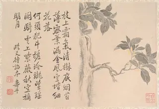 清　仿惲壽平　桂花圖　冊頁|Cassia Tree