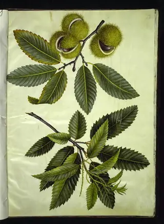 Castanea sativa (ægte kastanje)