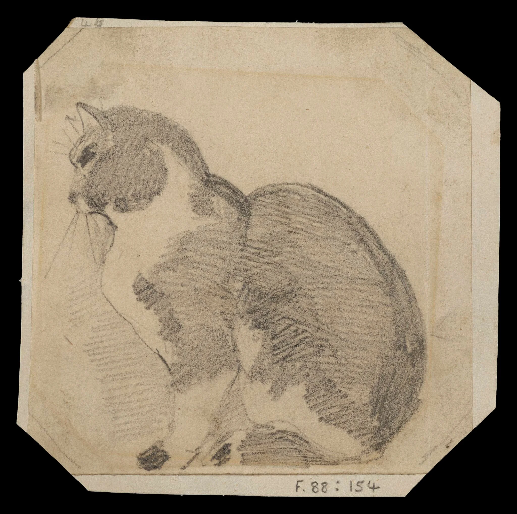 Study of a seated cat, detail