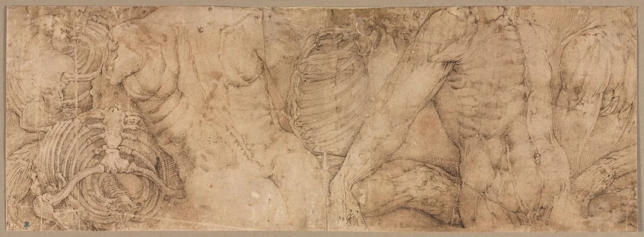 Torsos with Rib Cages, detail