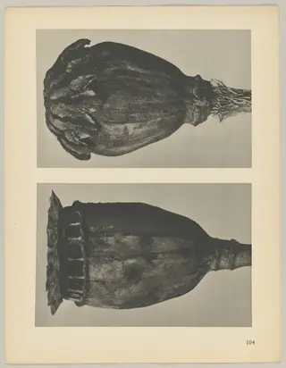 Papaver, by Karl Blossfeldt, 1928