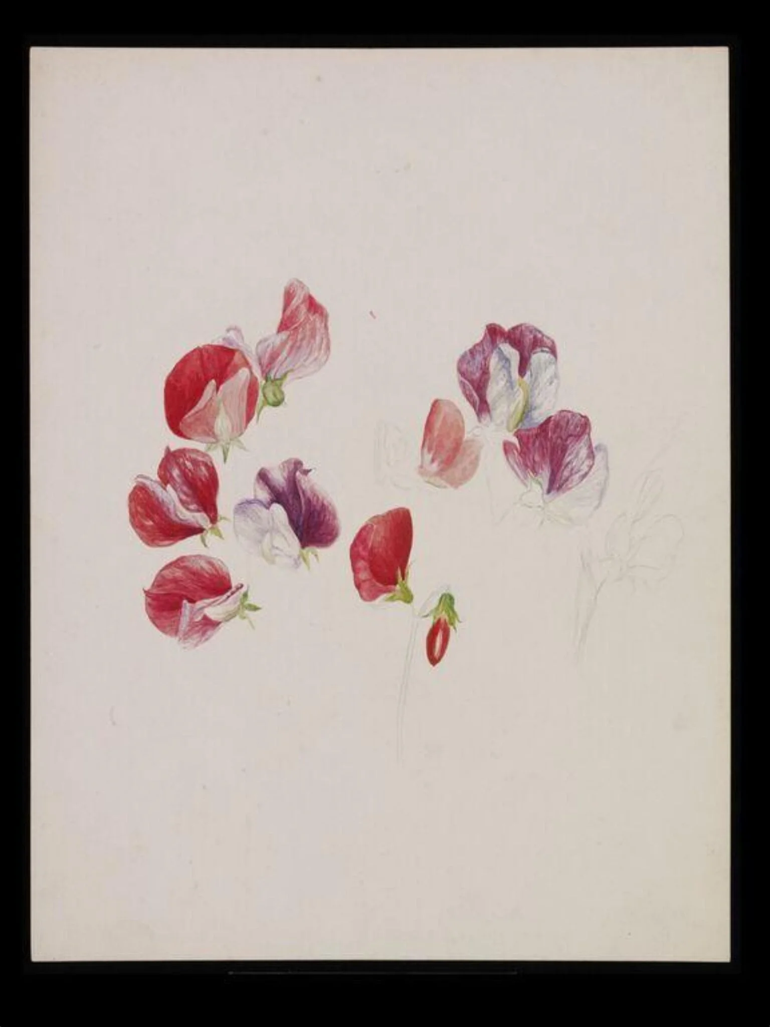 Unfinished drawing of sweet pea blossoms, detail