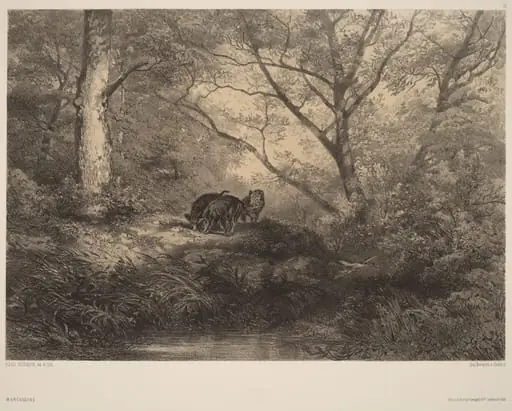 Marcassins, by Karl Bodmer, ink, 1851